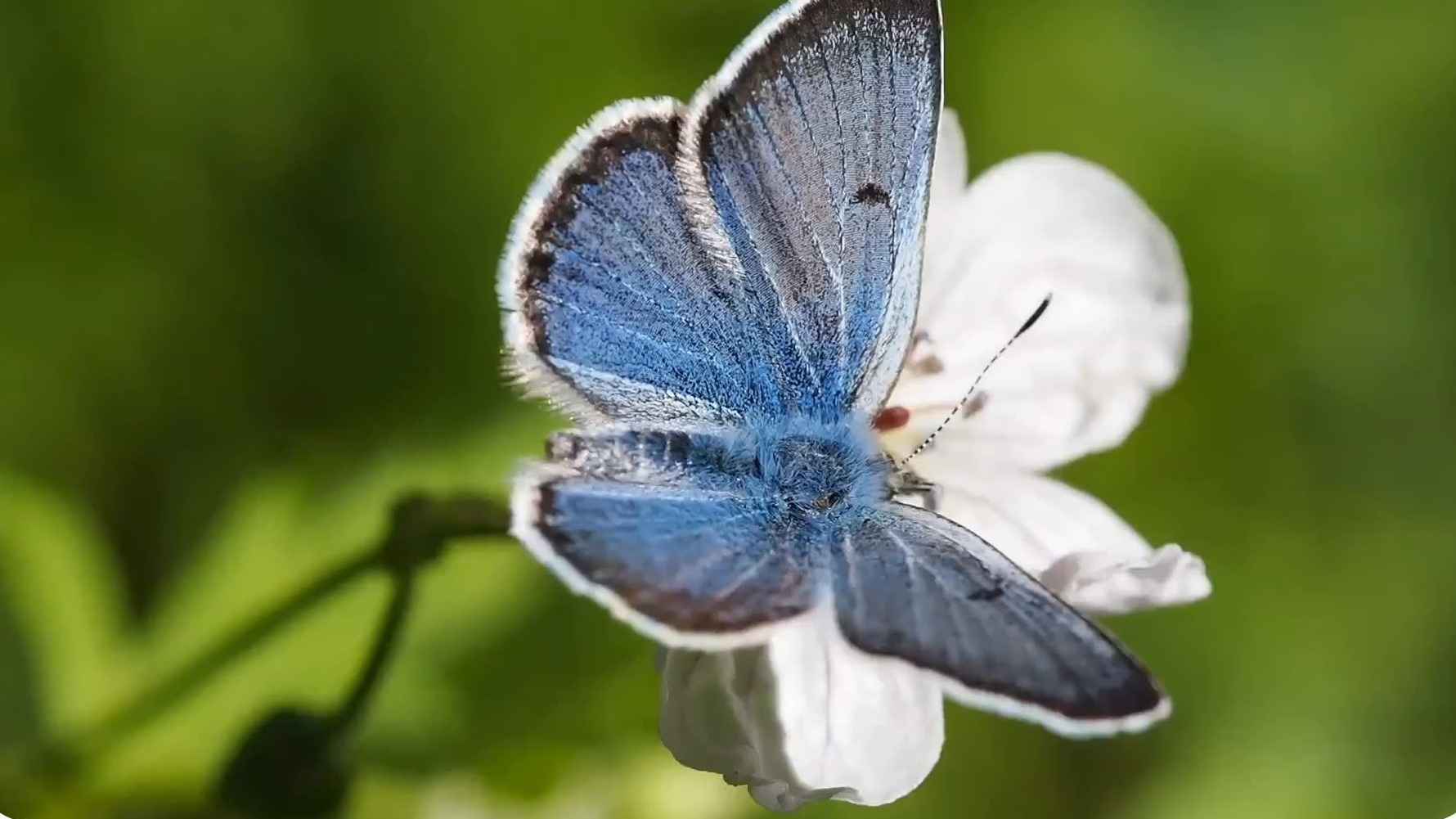 A small blue butterfly resting on a white flower