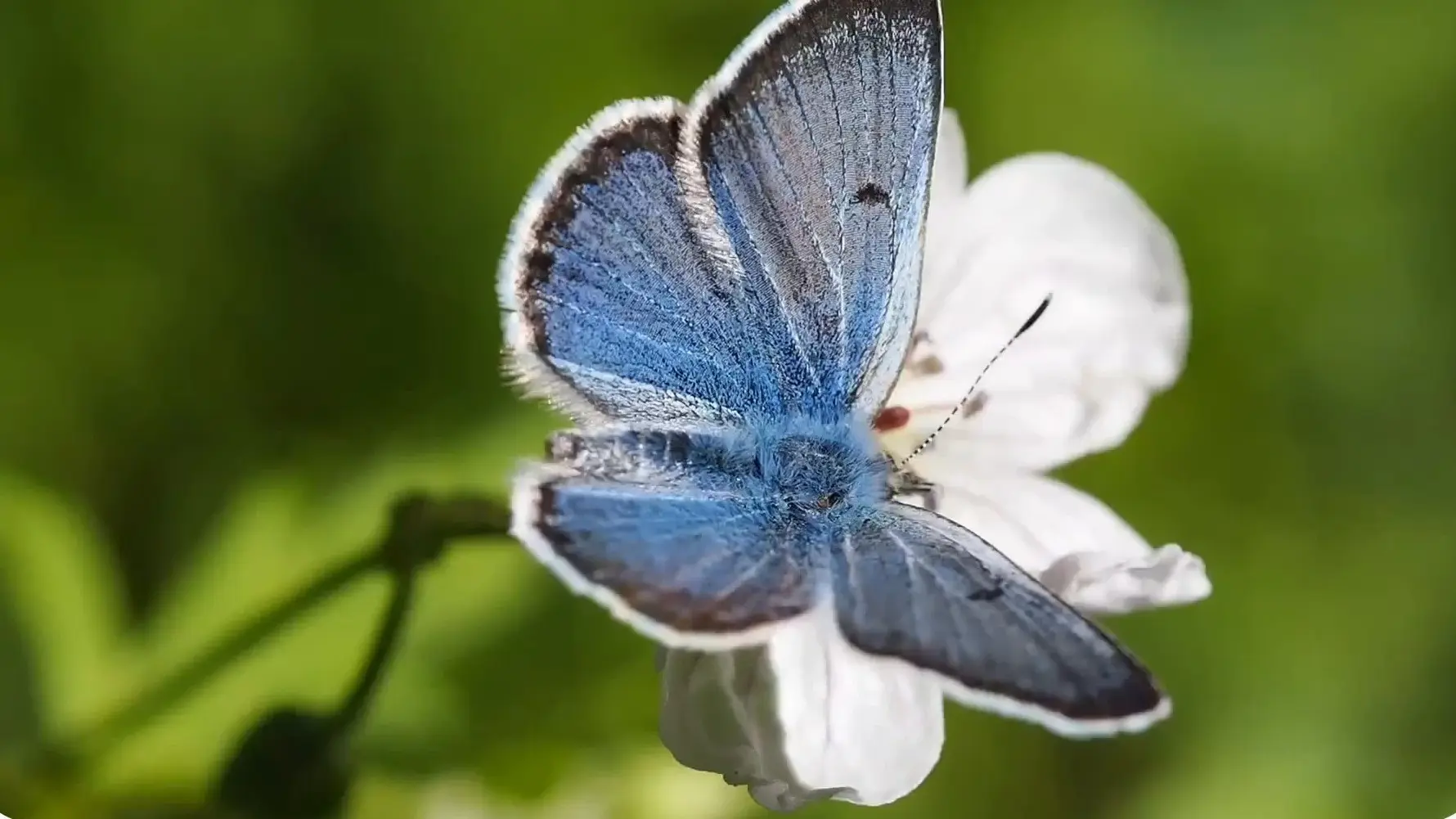 A small blue butterfly resting on a white flower